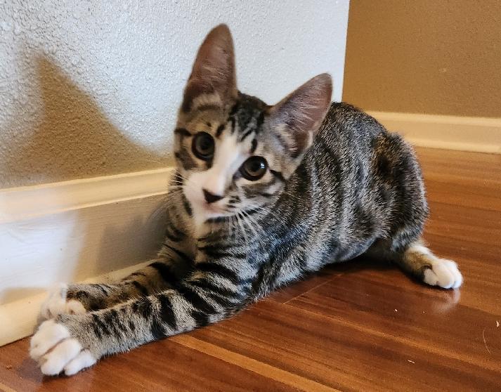 White Paws, a Adoptable Domestic Short Hair in Lafayette, LA image 2/6