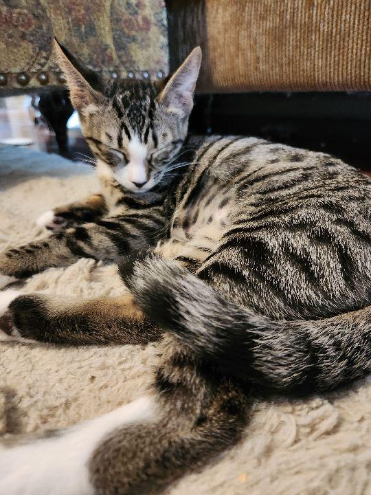 White Paws, a Adoptable Domestic Short Hair in Lafayette, LA image 4/6
