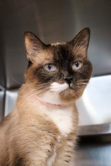 Kiri, a Adoptable mixed breed in Sanford, FL image 1/2