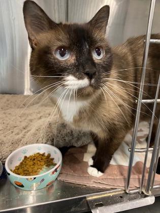 Kiri, a Adoptable mixed breed in Sanford, FL image 2/2