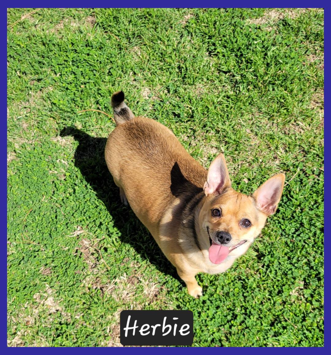 Herbie, ADOPTABLE, Adult Male Chihuahua.