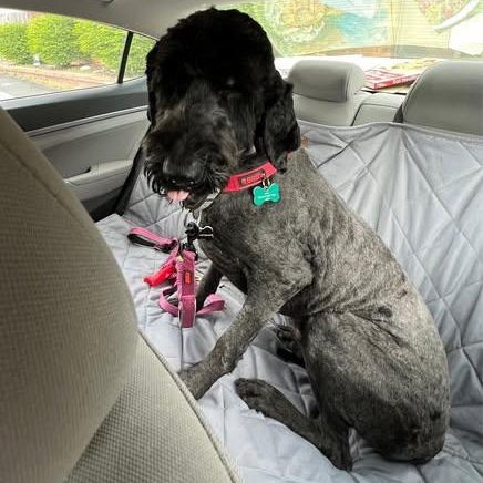 ROCKY, a ADOPTABLE mixed breed in Pacific, MO image 3/3