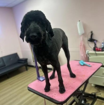 ROCKY, a ADOPTABLE mixed breed in Pacific, MO image 2/3
