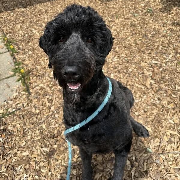 ROCKY, ADOPTABLE, Adult Male Sheepadoodle & Golden Retriever.
