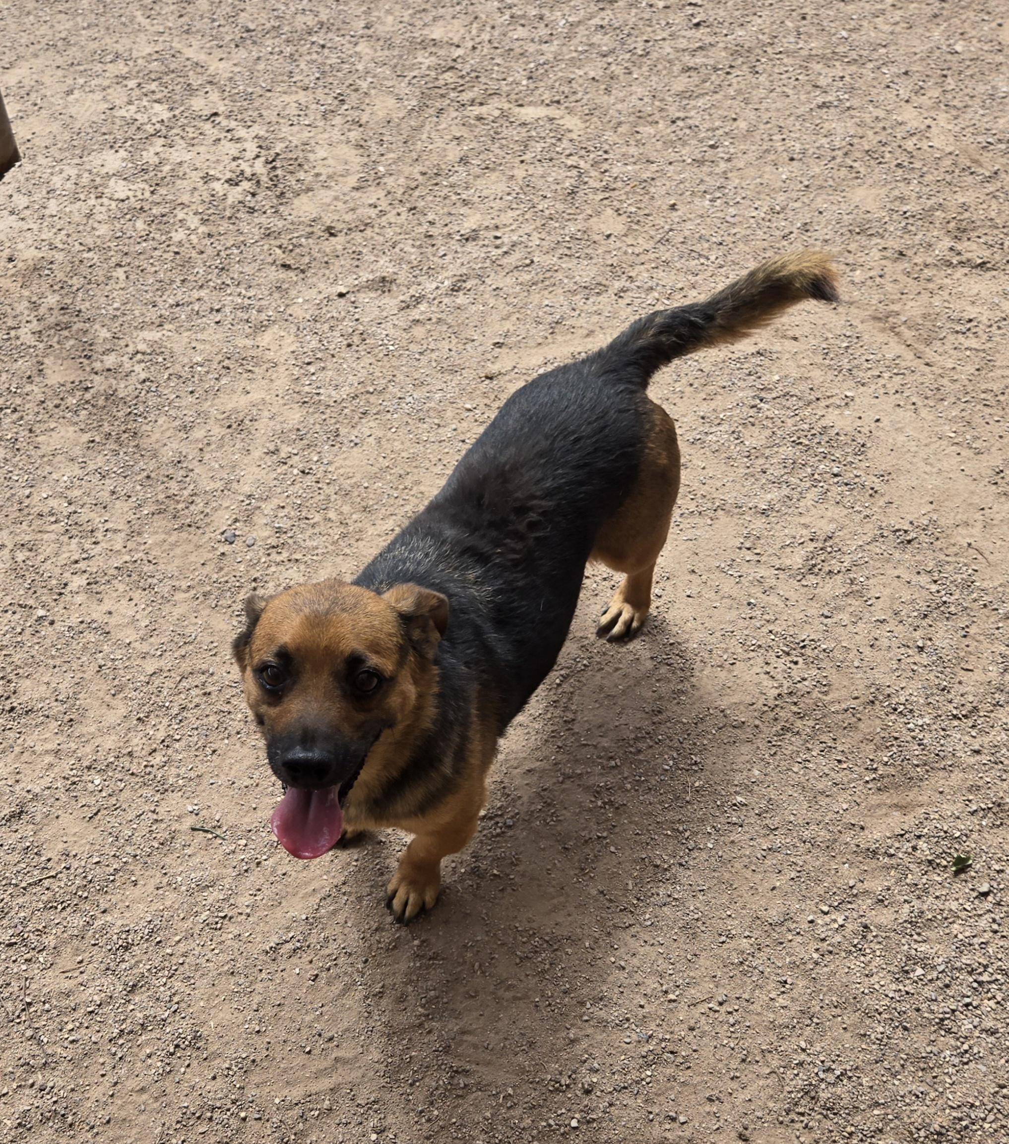 Conan, a Adoptable mixed breed in Nogales, AZ image 1/5