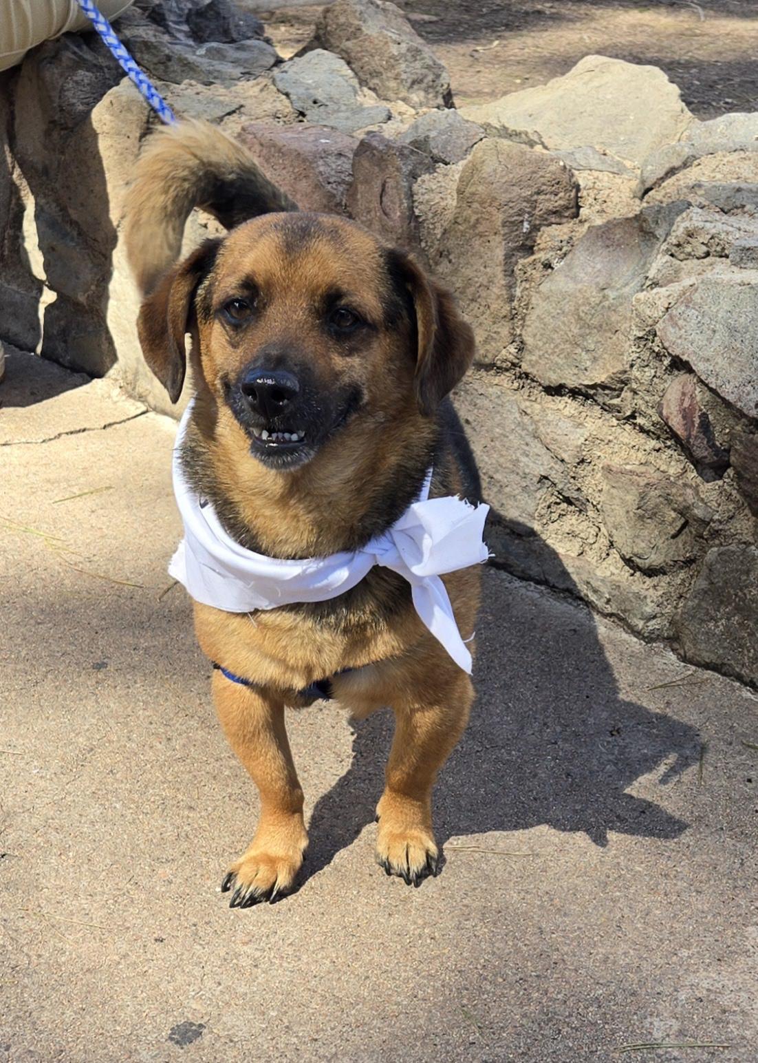 Conan, Adult Male Mixed Breed