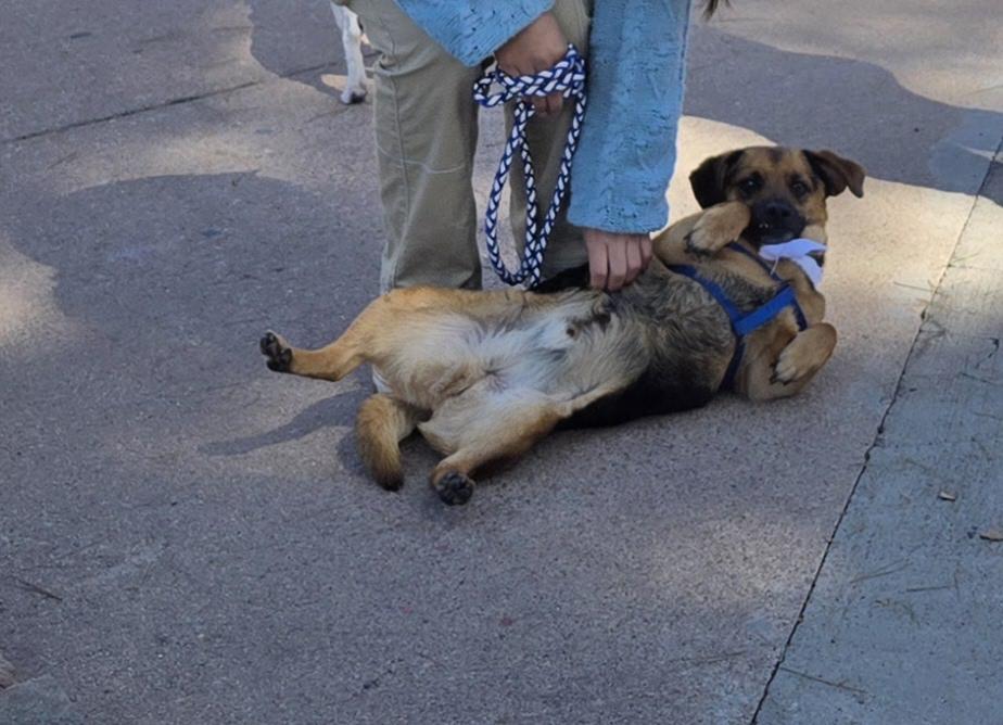 Conan, a Adoptable mixed breed in Nogales, AZ image 3/5