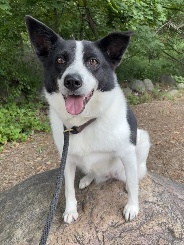 Enlarge Eliza, a Adoptable mixed breed in Oakland, NJ image 1/6
