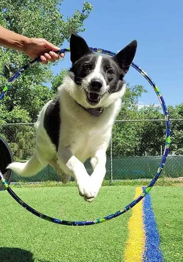 Eliza, a Adoptable mixed breed in Oakland, NJ image 2/6