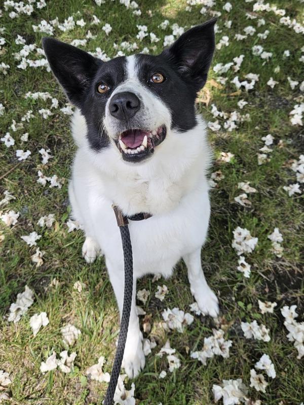 Eliza, a Adoptable mixed breed in Oakland, NJ image 6/6