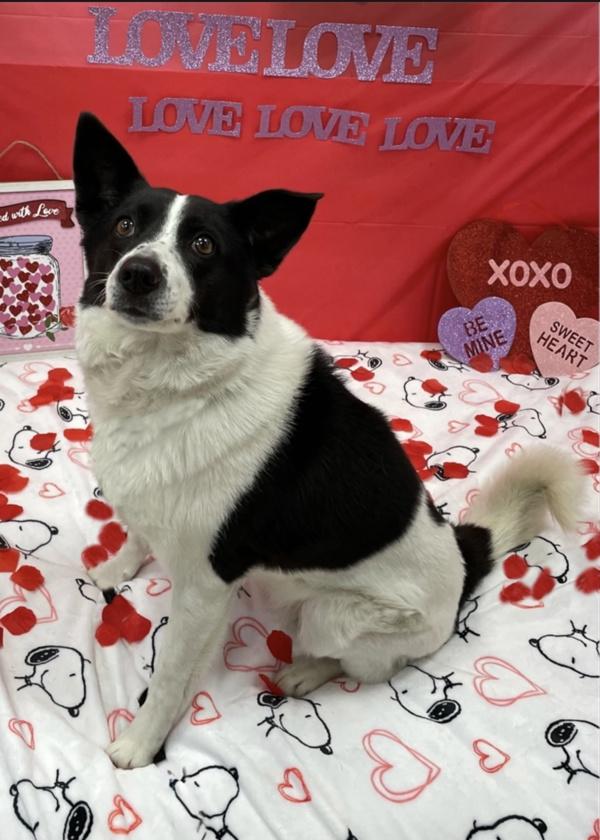 Enlarge Eliza, a Adoptable mixed breed in Oakland, NJ image 4/6