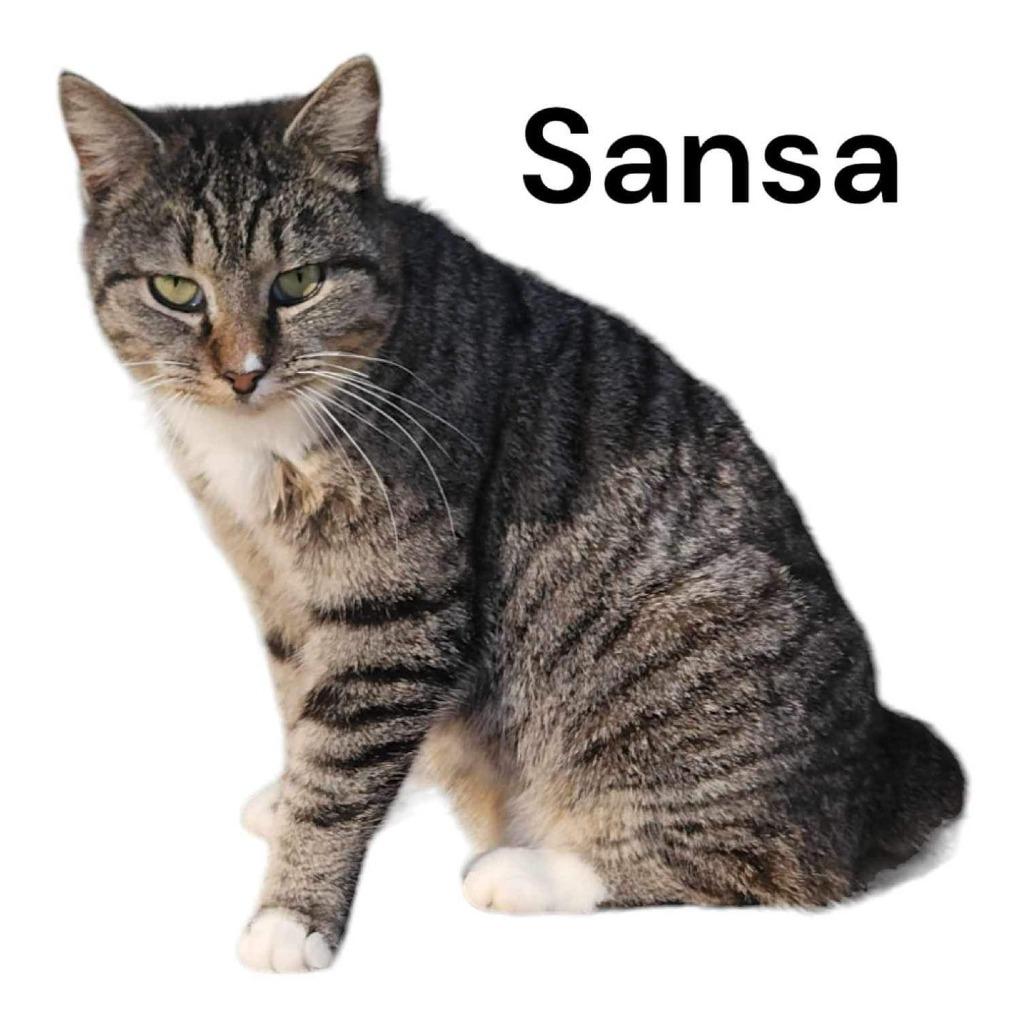 Enlarge Sansa, a Adoptable Manx in Nashville, GA image 4/4