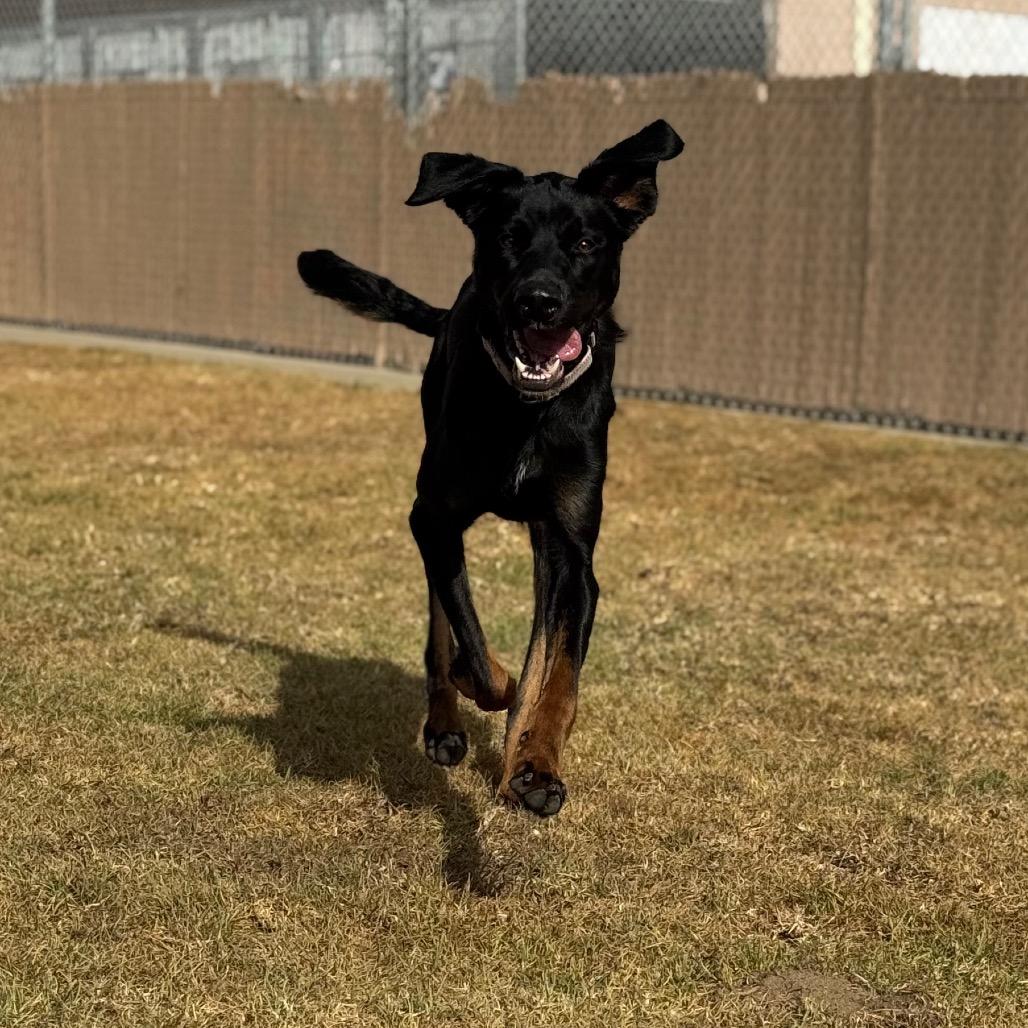 Enlarge Ronan, a Adoptable mixed breed in Santa Barbara, CA image 1/6