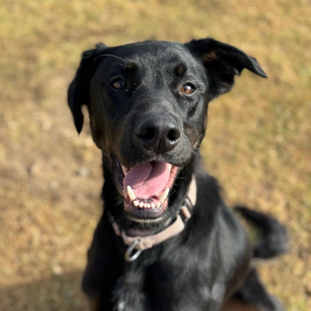 Ronan, Adoptable, Adult Male Doberman Pinscher & Labrador Retriever.