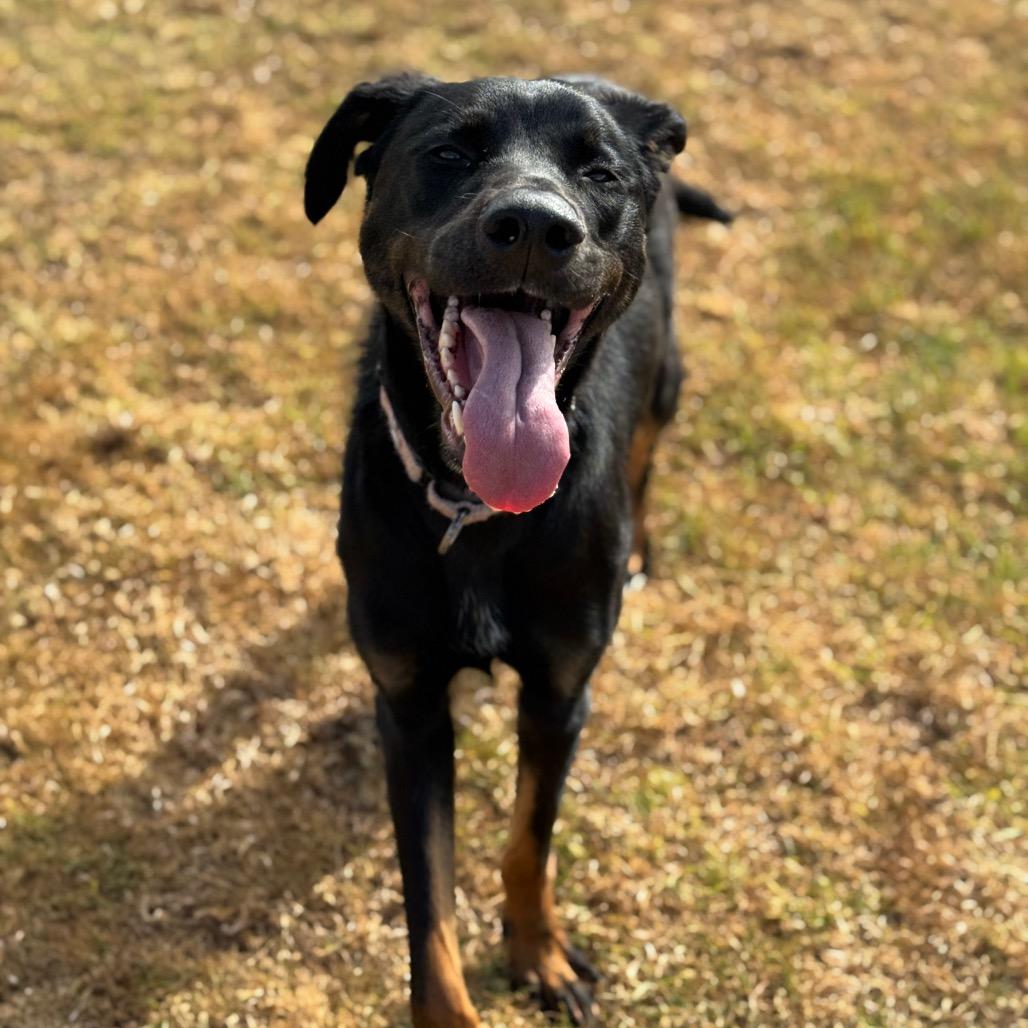 Enlarge Ronan, a Adoptable mixed breed in Santa Barbara, CA image 1/6