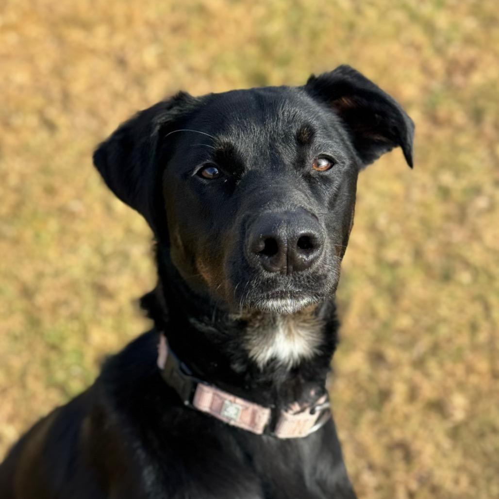 Enlarge Ronan, a Adoptable mixed breed in Santa Barbara, CA image 2/6