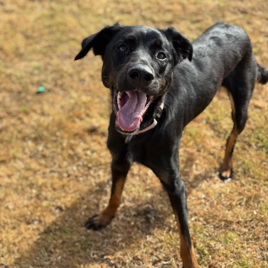 Enlarge Ronan, a Adoptable mixed breed in Santa Barbara, CA image 3/6