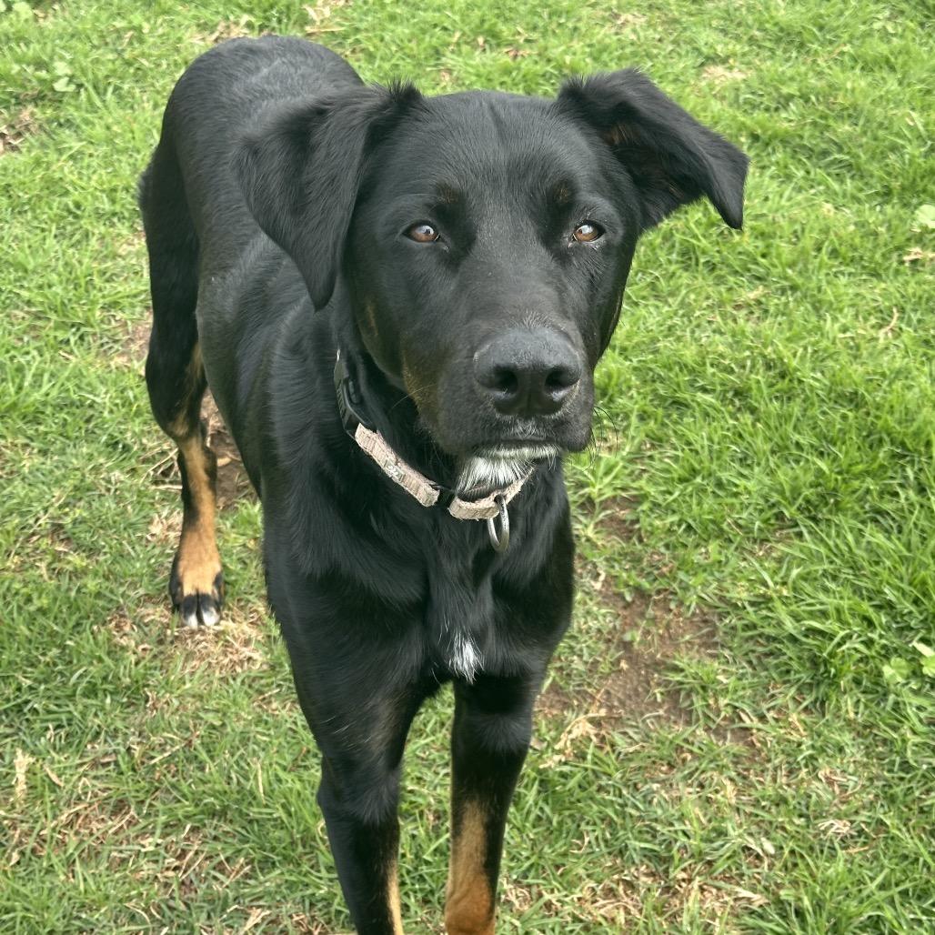 Enlarge Ronan, a Adoptable mixed breed in Santa Barbara, CA image 4/6