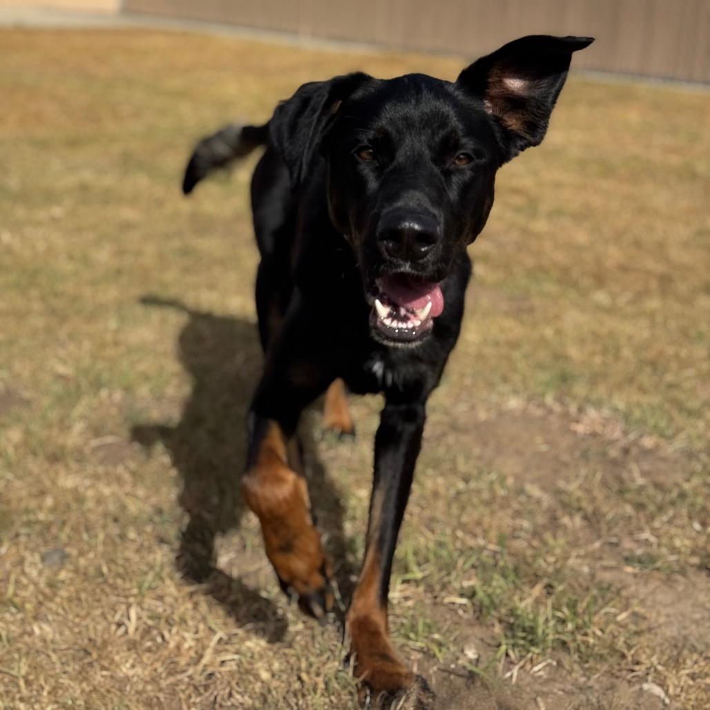 Enlarge Ronan, a Adoptable mixed breed in Santa Barbara, CA image 4/6