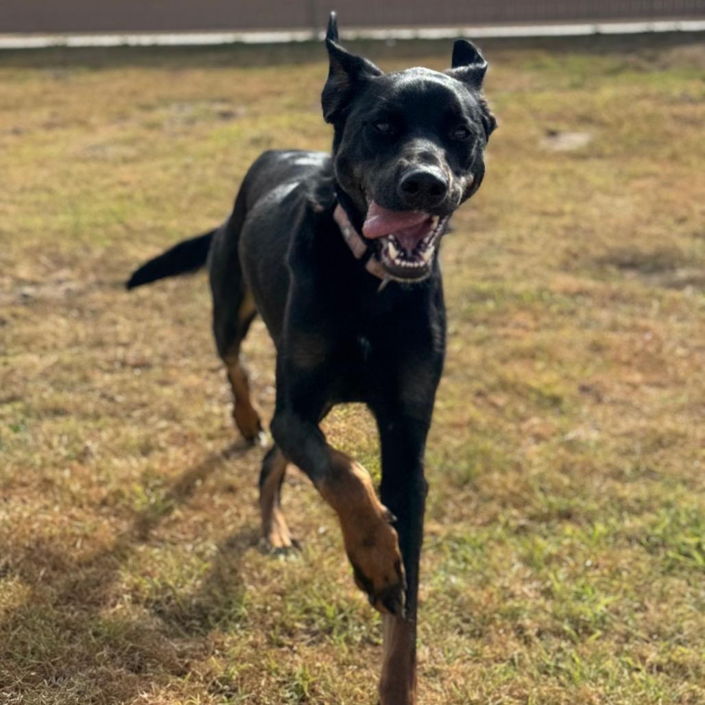 Enlarge Ronan, a Adoptable mixed breed in Santa Barbara, CA image 5/6