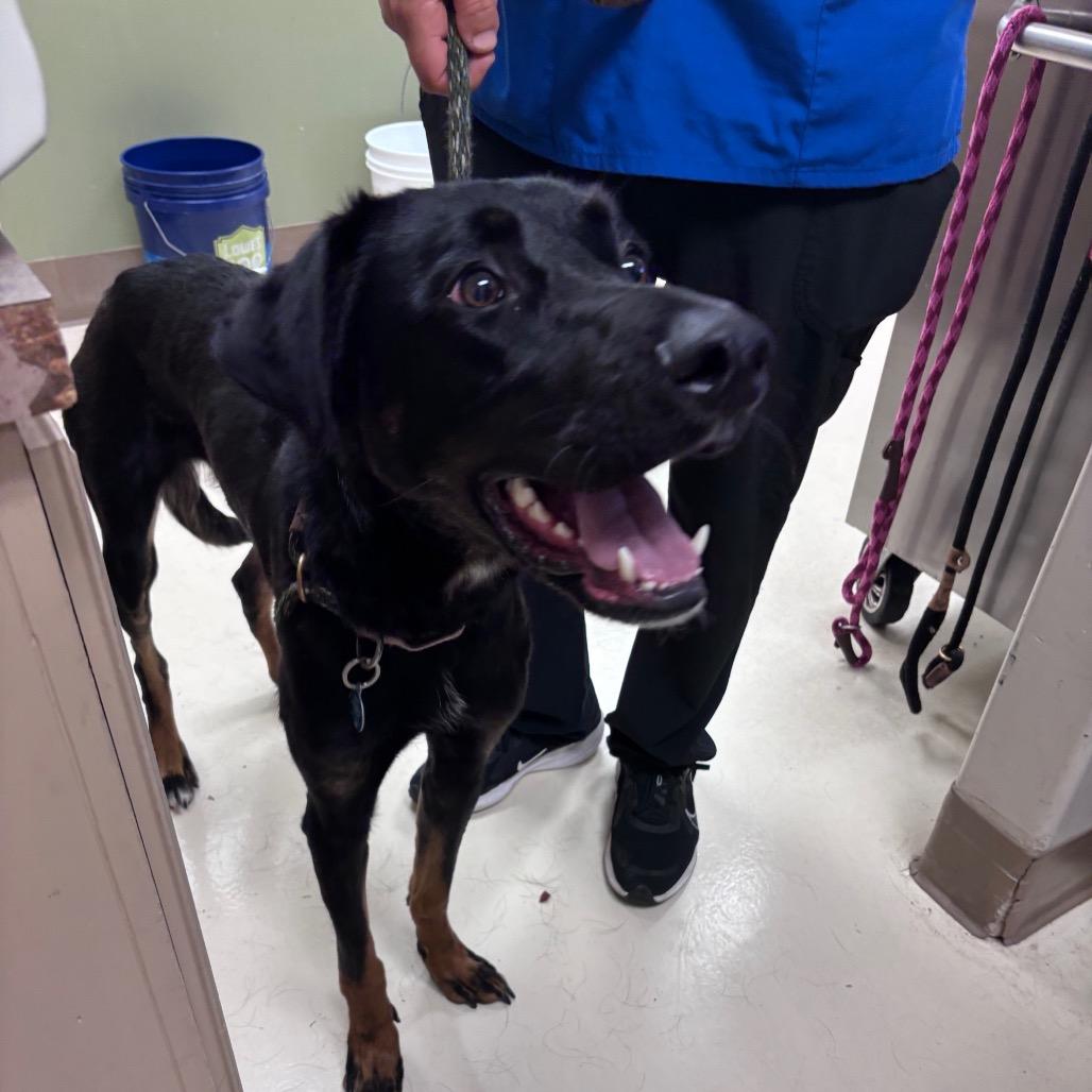 Enlarge Ronan, a Adoptable mixed breed in Santa Barbara, CA image 6/6