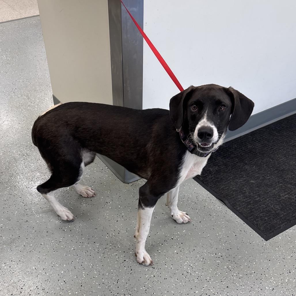 Maverick, Adoptable, Young Female Hound.