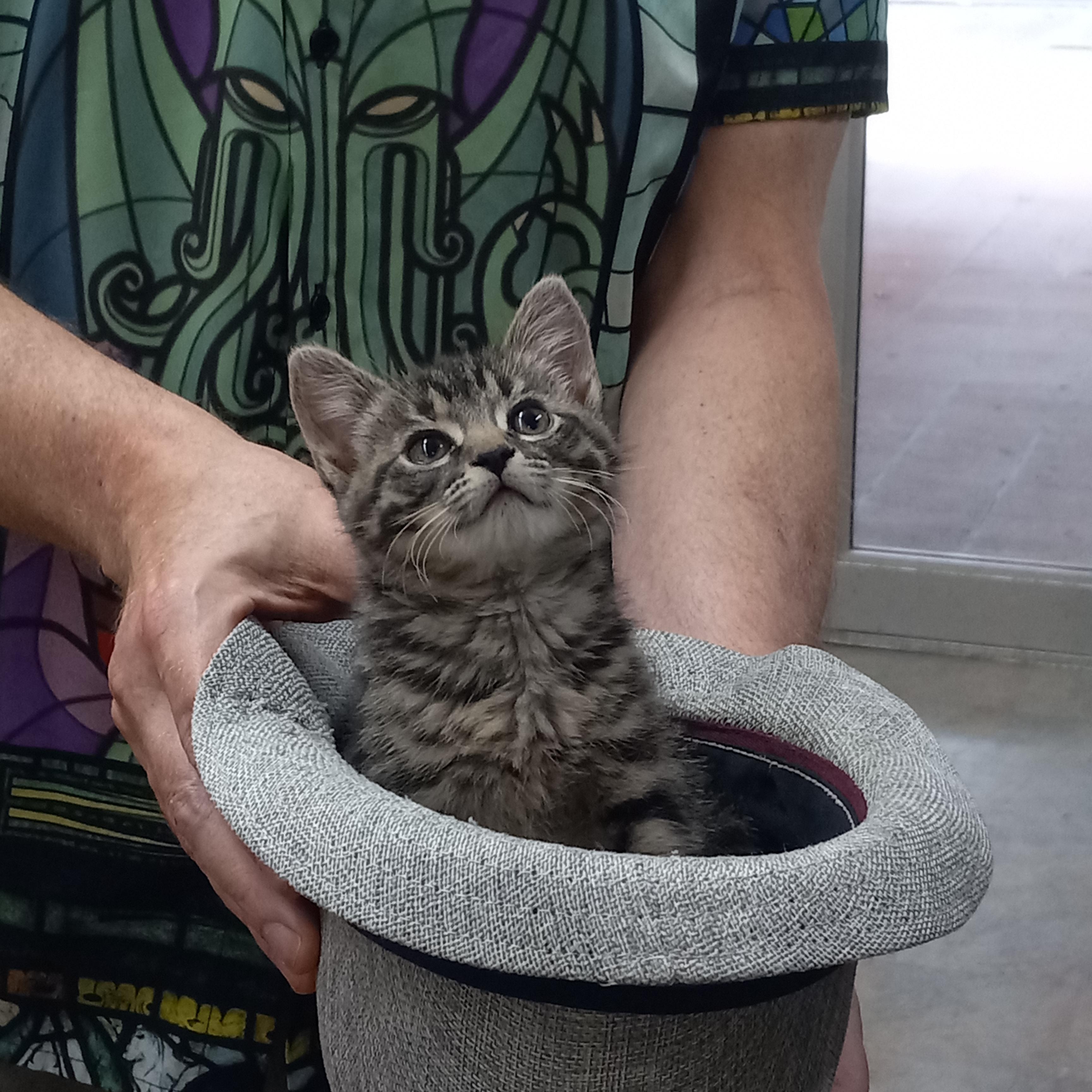 Enlarge Rue, an adoptable Tabby in Coldwater, MI image 1/2