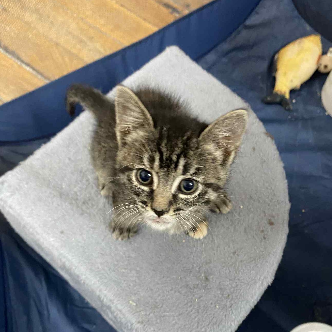 Enlarge Rue, an adoptable Tabby in Coldwater, MI image 2/2