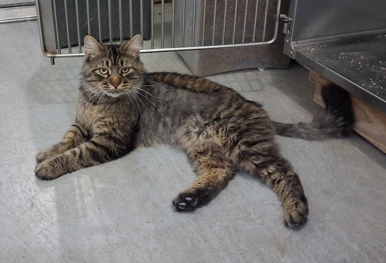 Mr. Meowgi, a ADOPTABLE Domestic Long Hair in Creston, IA image 2/2