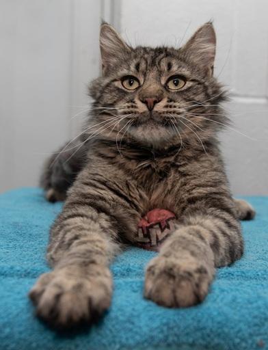 Mr. Meowgi, ADOPTABLE, Adult Male Domestic Long Hair.