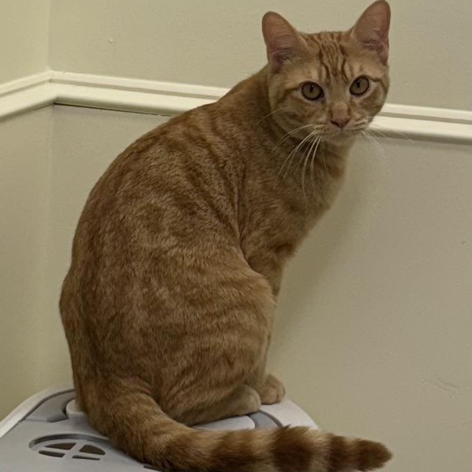 Sunkist, Young Male Domestic Short Hair