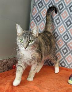 Baby Sue, Adoptable, Adult Female Domestic Short Hair.