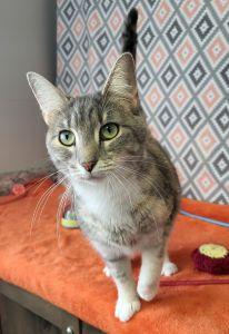 Enlarge Baby Sue, a Adoptable Domestic Short Hair in Bucyrus, OH image 2/3