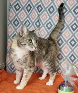Enlarge Baby Sue, a Adoptable Domestic Short Hair in Bucyrus, OH image 3/3