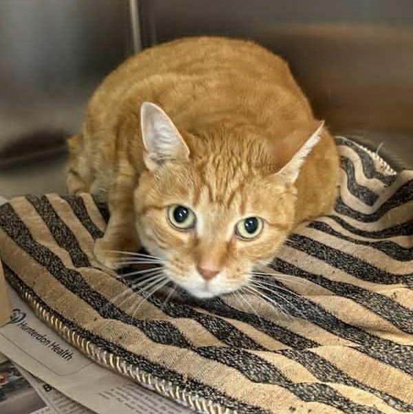 Enlarge Princess, a Adoptable Domestic Short Hair in Bridgewater, NJ image 1/1