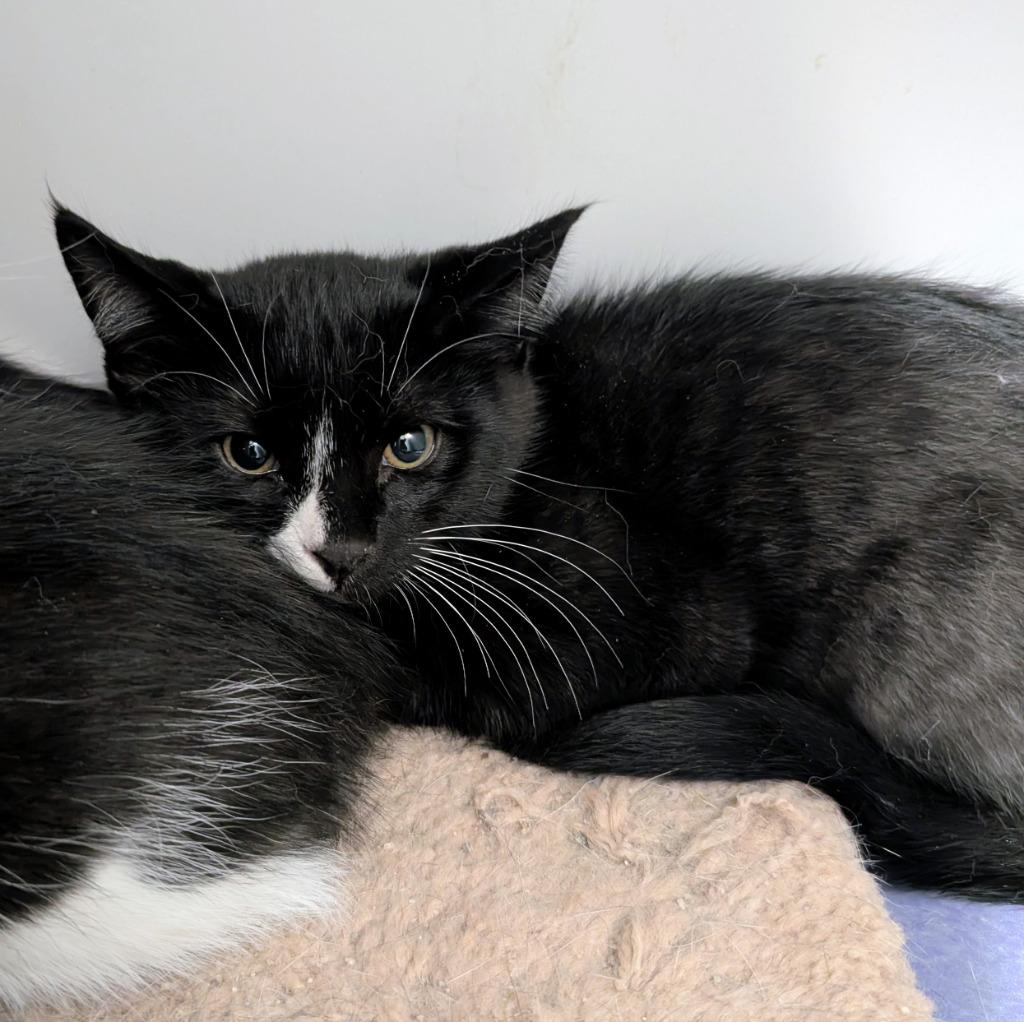 Pitch, Adoptable, Young Male Domestic Short Hair.