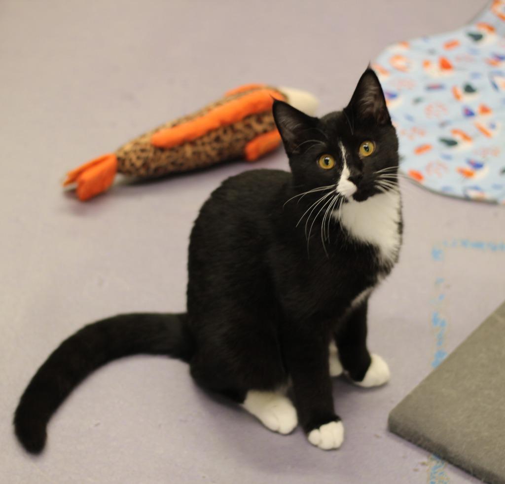 Pitch, Adoptable, Young Male Domestic Short Hair.
