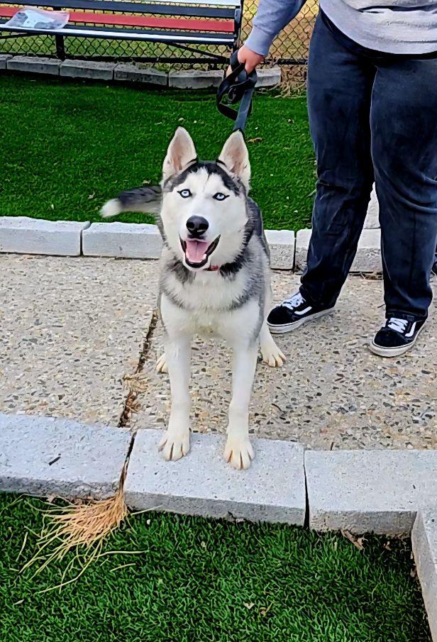 Enlarge Cindy, a ADOPTABLE Husky in Perth Amboy, NJ image 4/4
