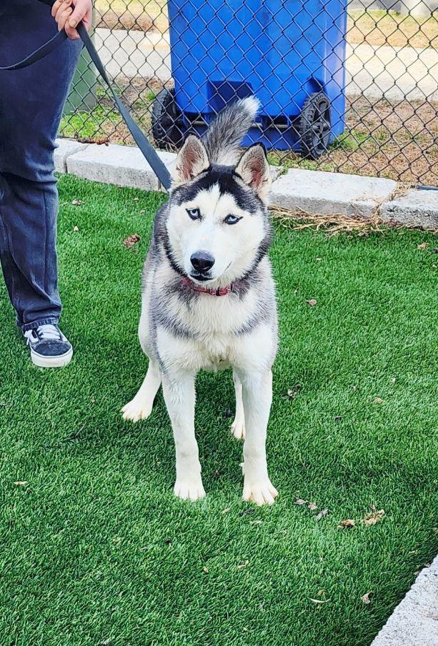 Enlarge Cindy, a ADOPTABLE Husky in Perth Amboy, NJ image 2/4