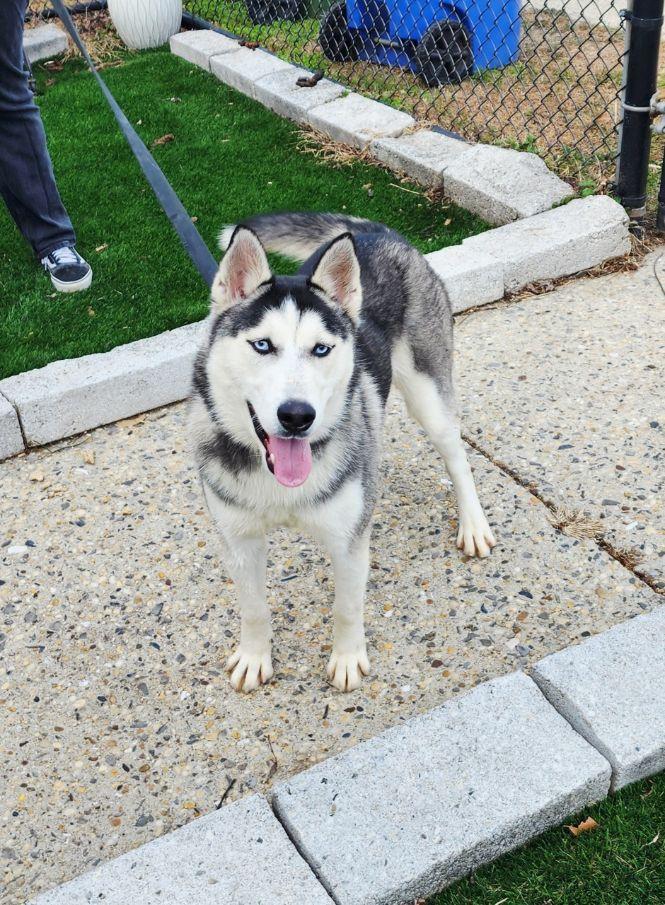 Enlarge Cindy, a ADOPTABLE Husky in Perth Amboy, NJ image 3/4