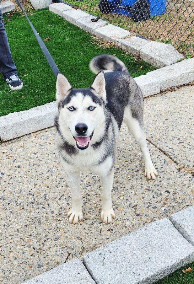 Cindy, ADOPTABLE, Young Female Husky.
