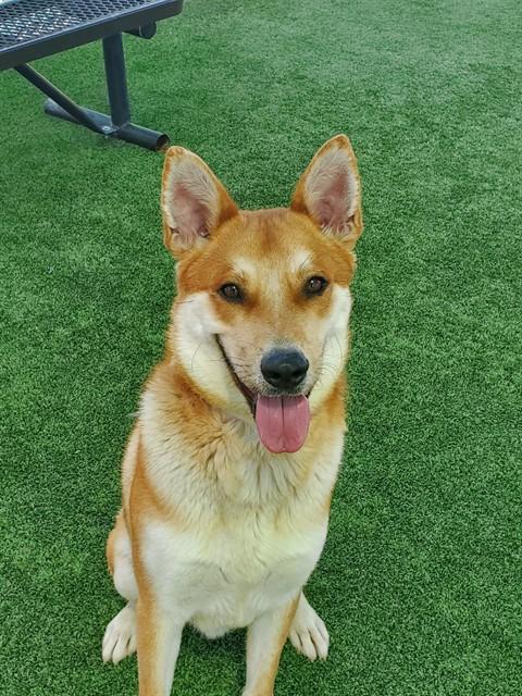 Enlarge FINN, a Adoptable mixed breed in Castaic, CA image 1/1