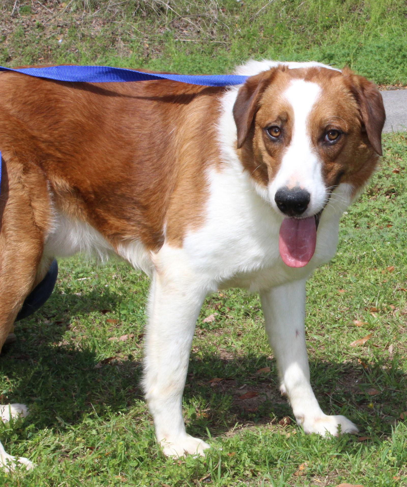 Beau 43276, Adoptable, Young Male Retriever & Border Collie.