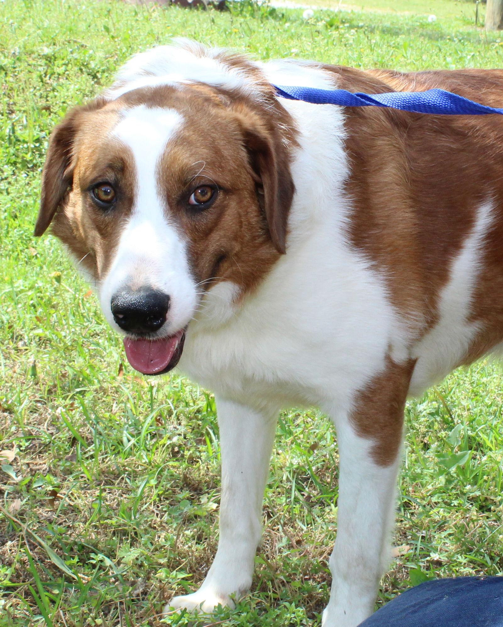 Enlarge Beau 43276, a Adoptable mixed breed in Prattville, AL image 3/3