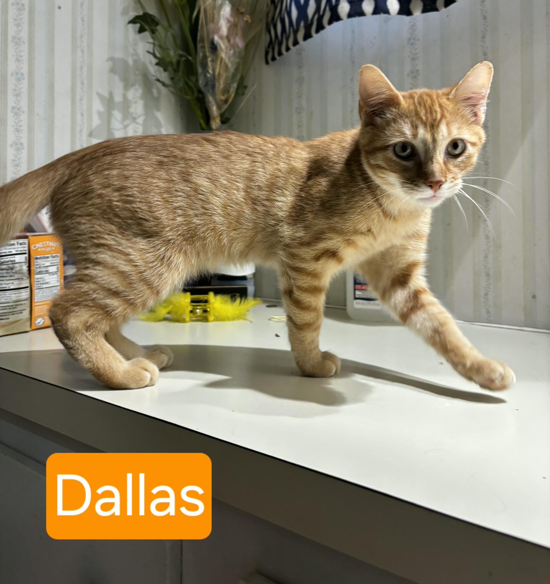 Dallas, Adoptable, Young Male Tabby.