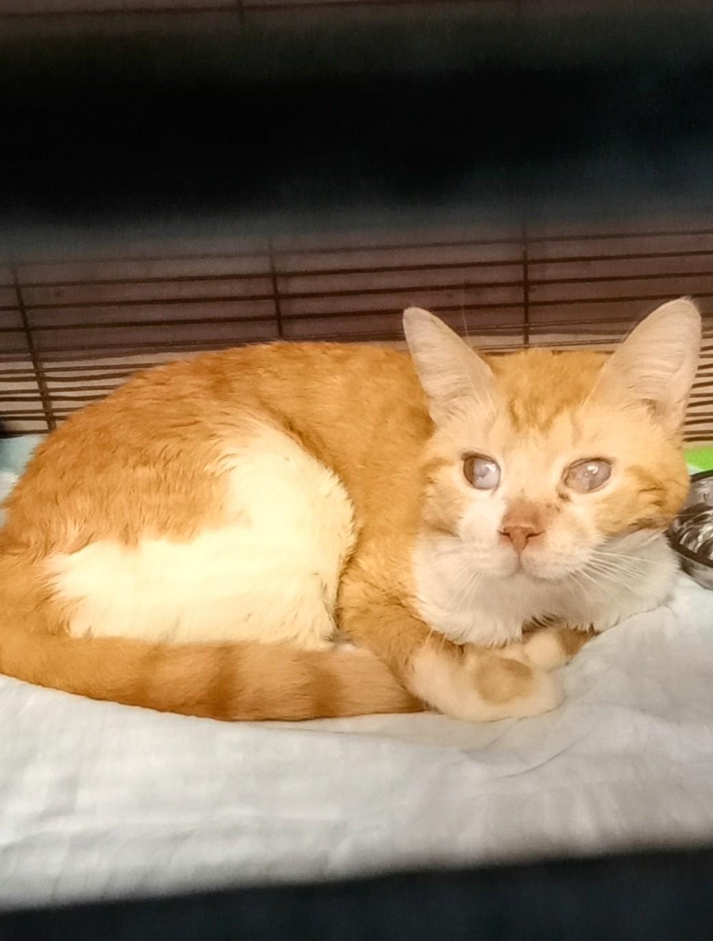 Star Anise Domestic Short Hair Cat