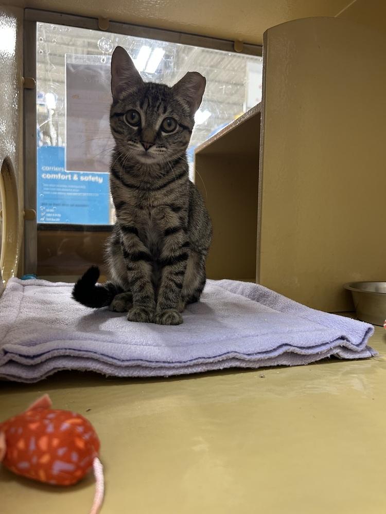 Aioli, Adopted, Kitten Female Domestic Short Hair.