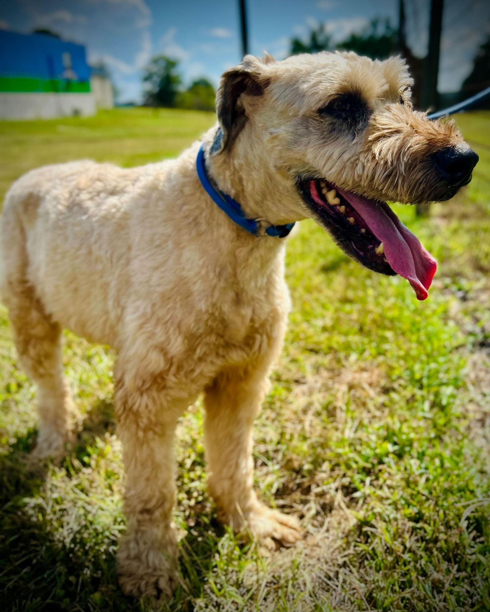 Marley Jul 25, Adoptable, Adult Male Wheaten Terrier.
