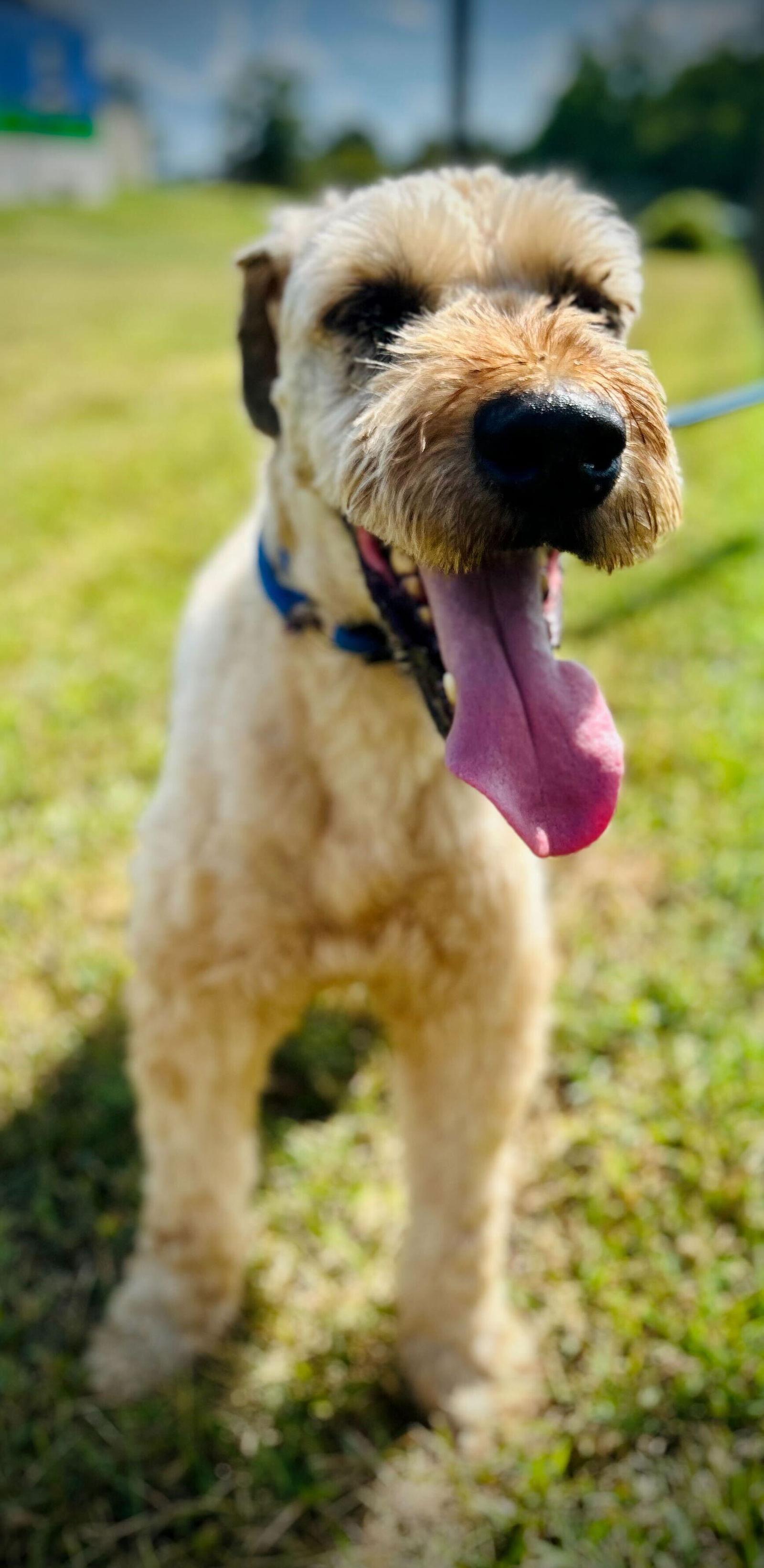 Marley Jul 25, a Adoptable Wheaten Terrier in Pacolet, SC image 2/2