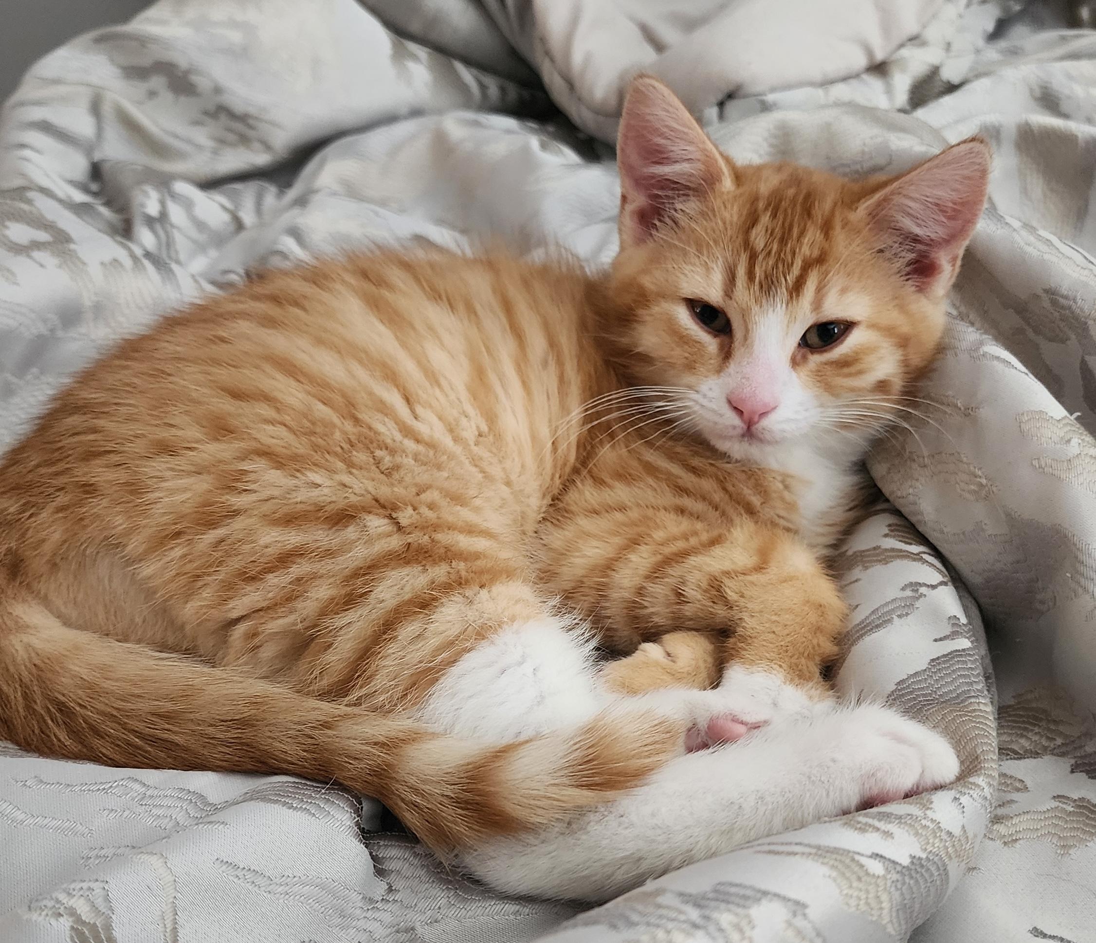 Enlarge Pudgey & TJ, an adopted mixed breed in Schenectady, NY image 3/4